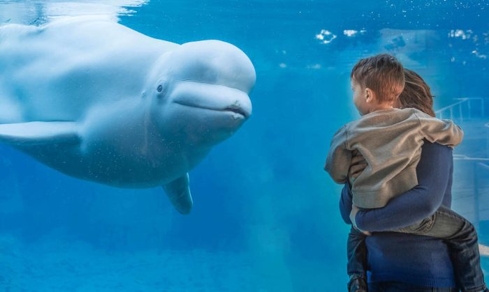 a beluga whale looking at a mother and child