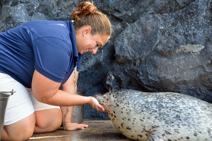 mystic aquarium employee checking on a seal