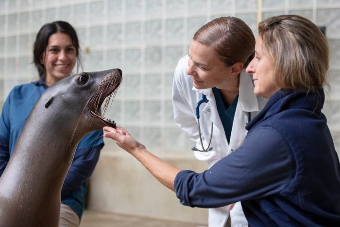 mystic aquarium employees checking on a seal
