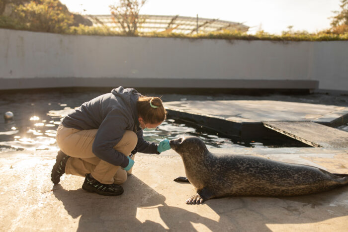 Mystic Aqurium trainer working with a seal