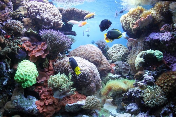 new-england-aquarium-coral