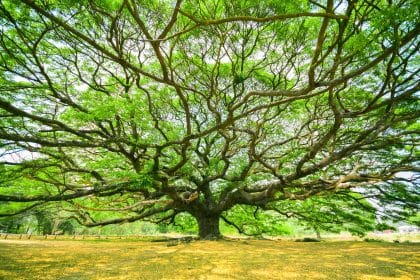 tree-stock-image